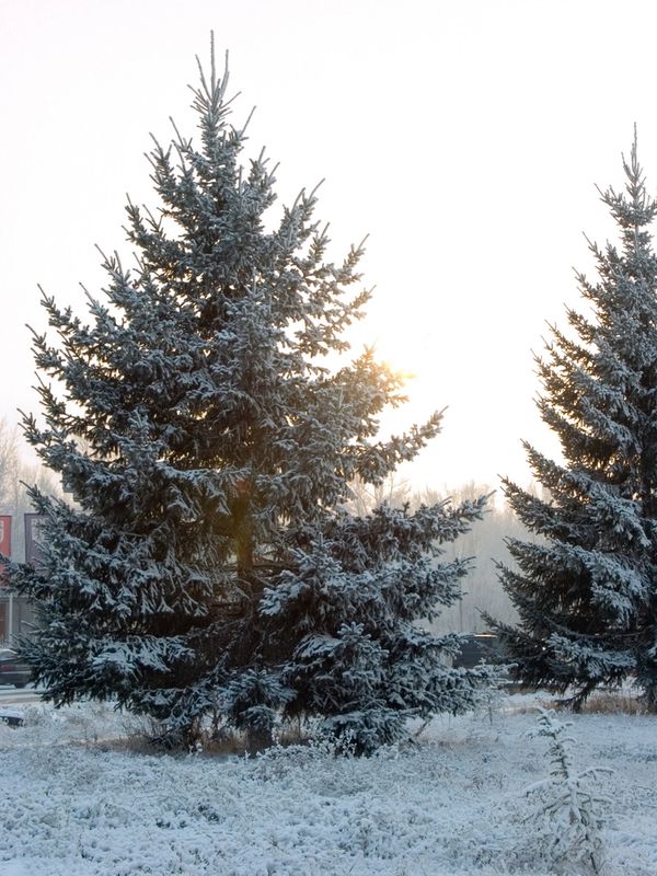 Evergreen trees in winter