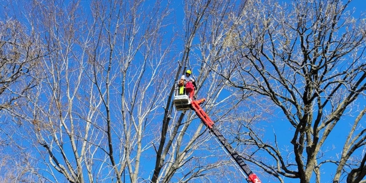 Arborist in a lift trimming a tree