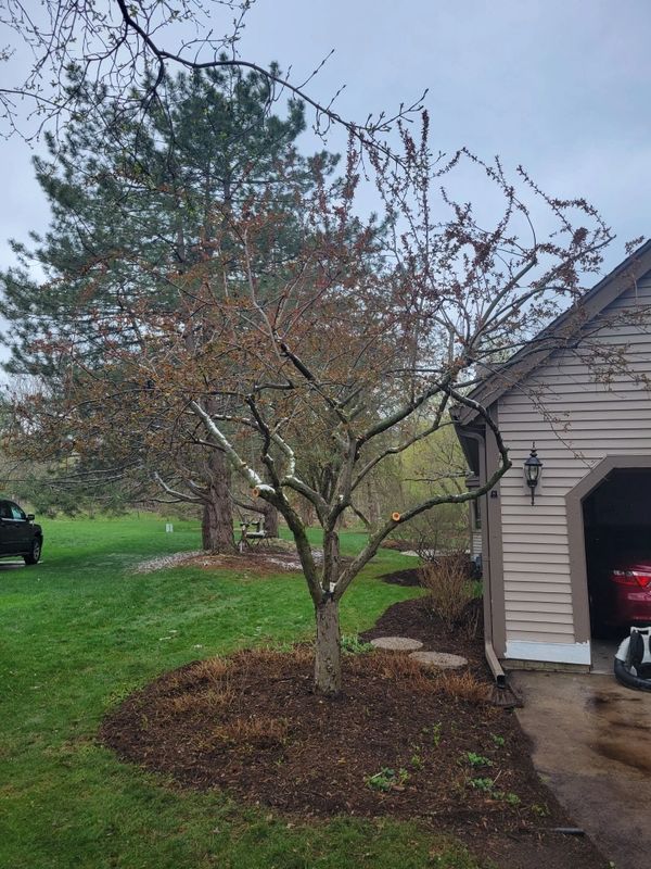 Example of tree pruning