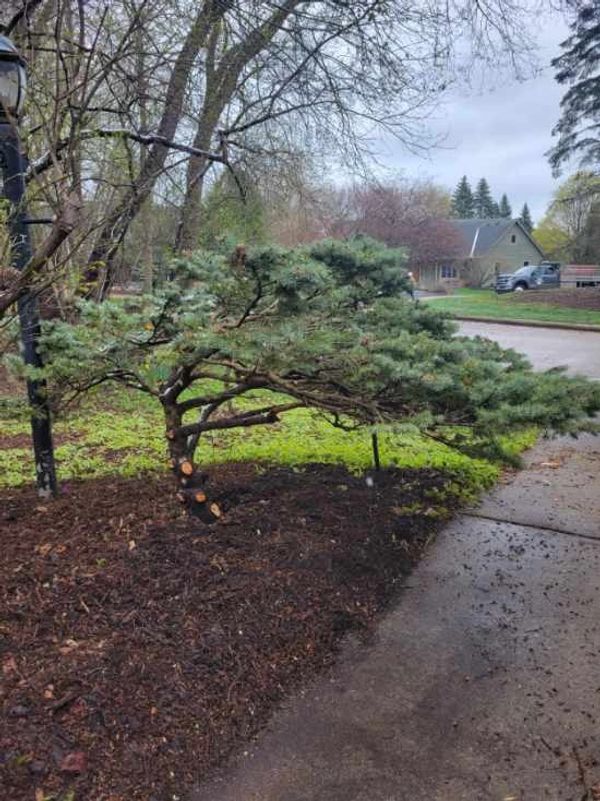 Example of shrub pruning