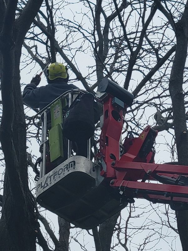 Arborist in a lift trimming trees