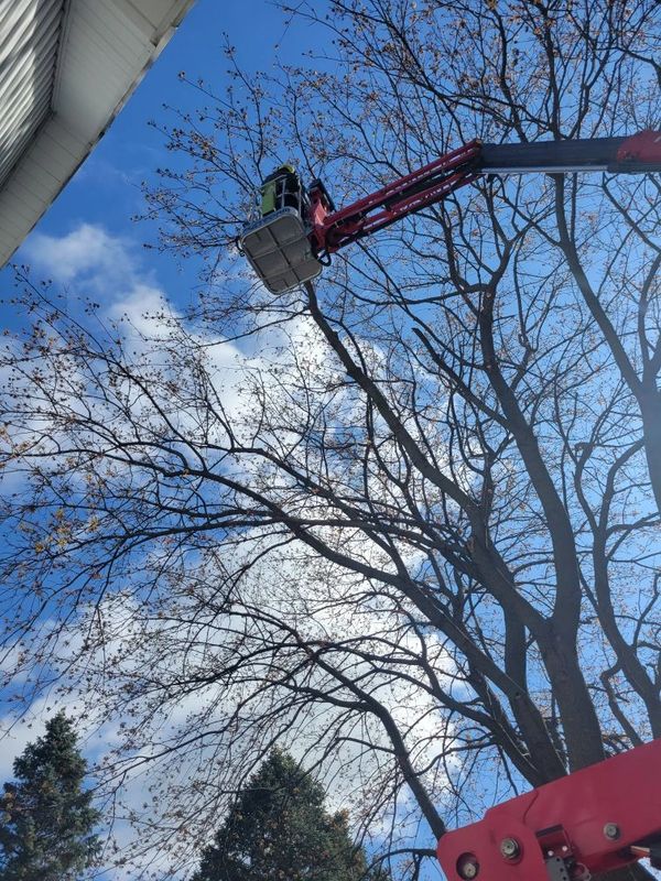 Aspend Ridge Tree Service lift in action