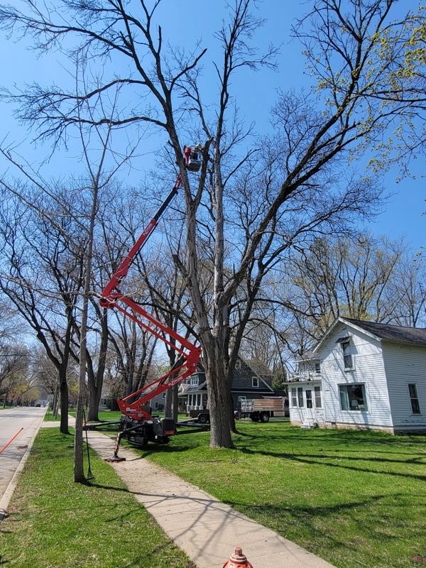 Aspen Ridge Tree Service using lift to trim trees