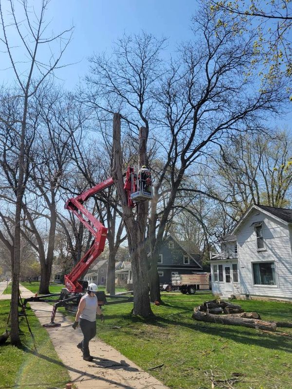 Results of Aspen Ridge Tree Service trimming trees