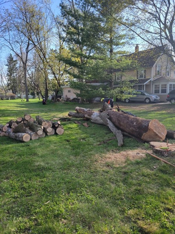 Logs created from tree trimming by Aspen Ridge Tree Service
