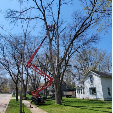 Tree trimming with a lift