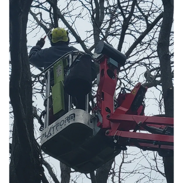 Arborist in a lift