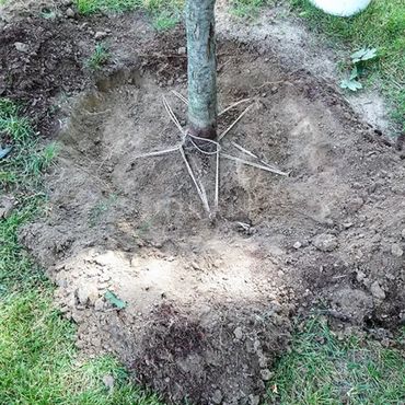 Root collar excavation