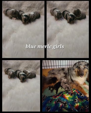 Blue merle girls born 4/29