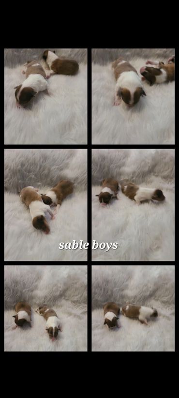 Sable and white boy s may7