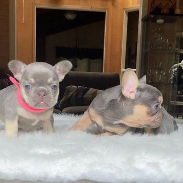 French bulldog puppies. Frenchies.