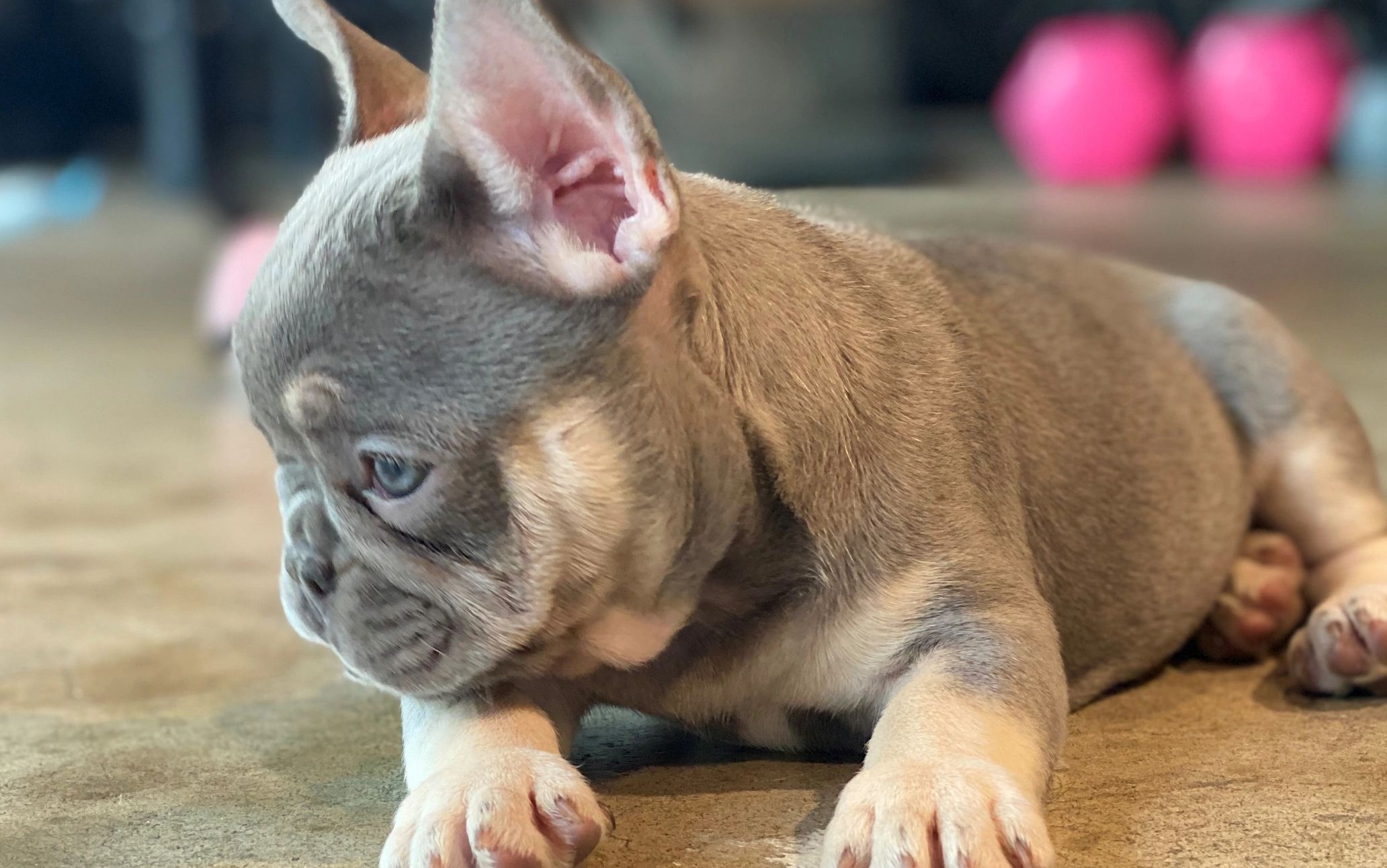French bulldog puppies in chula vista