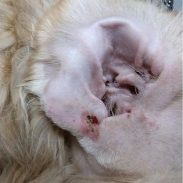 healthy dog ear after laser surgery