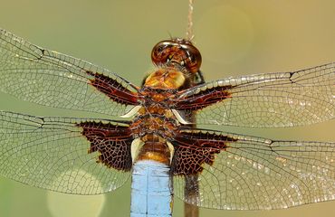 Various dragonfly types