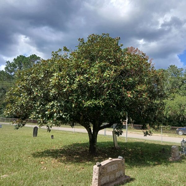 A large tree in a graveyard under a cloudy sky.