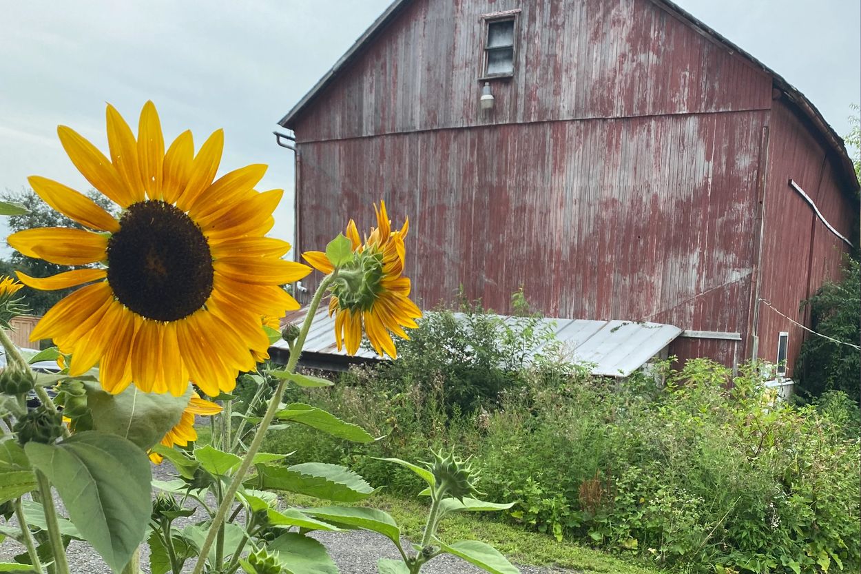 Farm living with sunflower glow.
