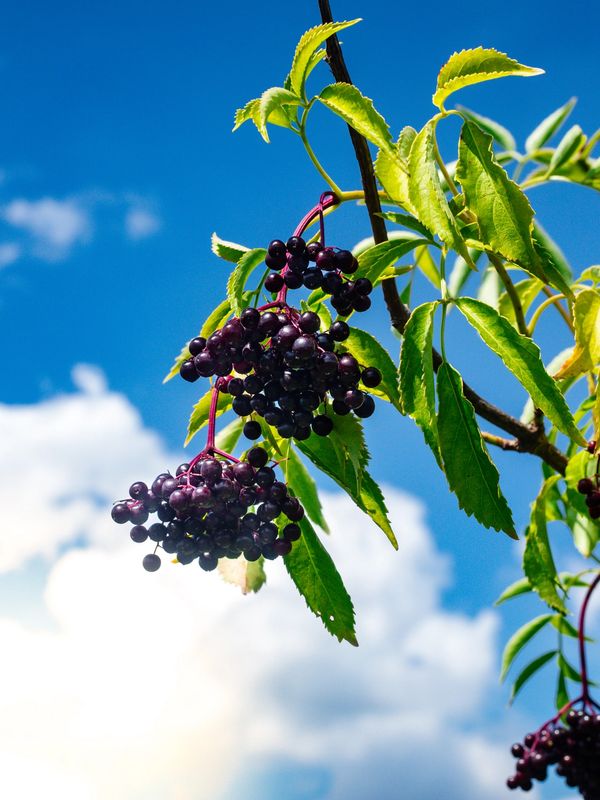 Fresh Elderberries