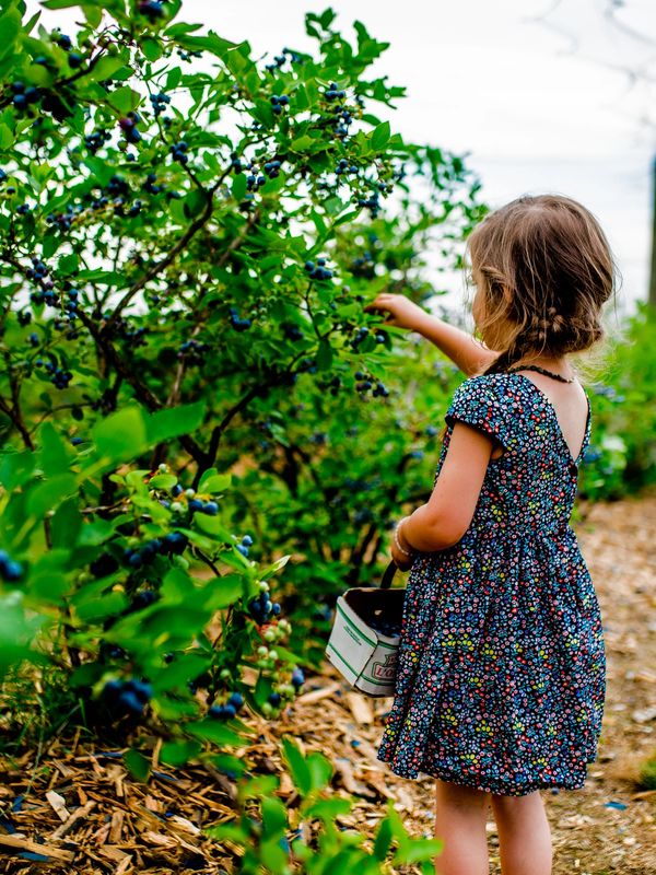 Blueberry Picking