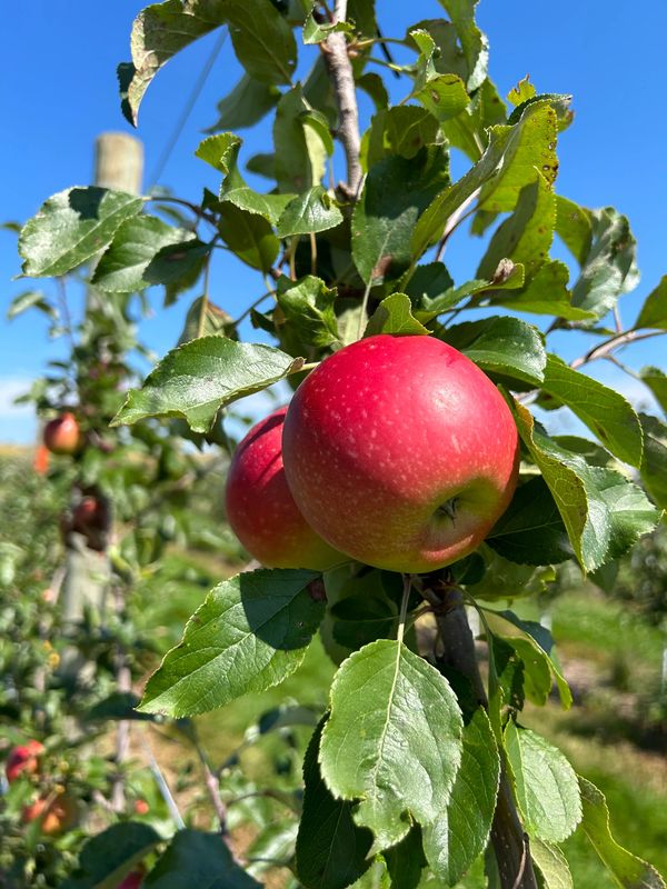 Fresh Apples