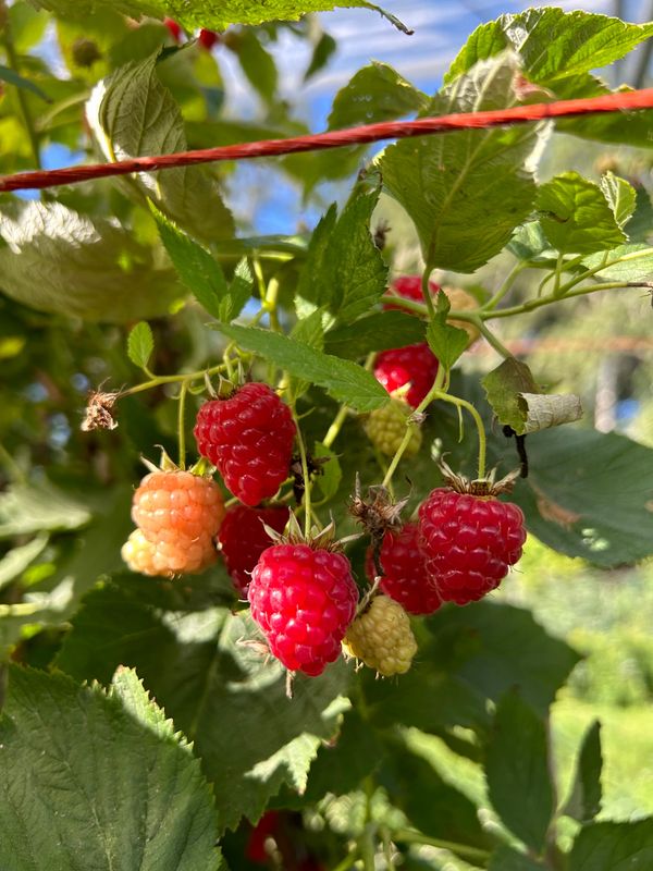 Fresh Raspberries
