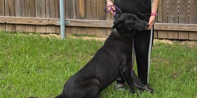 A black dog sitting beside a person in a fenced yard.