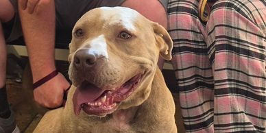 Happy dog with tongue out sitting between two people.