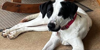 Black and white dog lying on the floor.