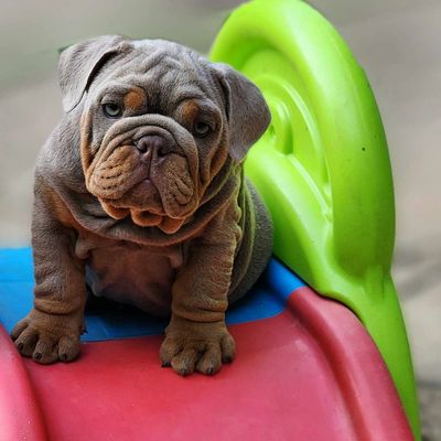 English Bulldog Puppy
