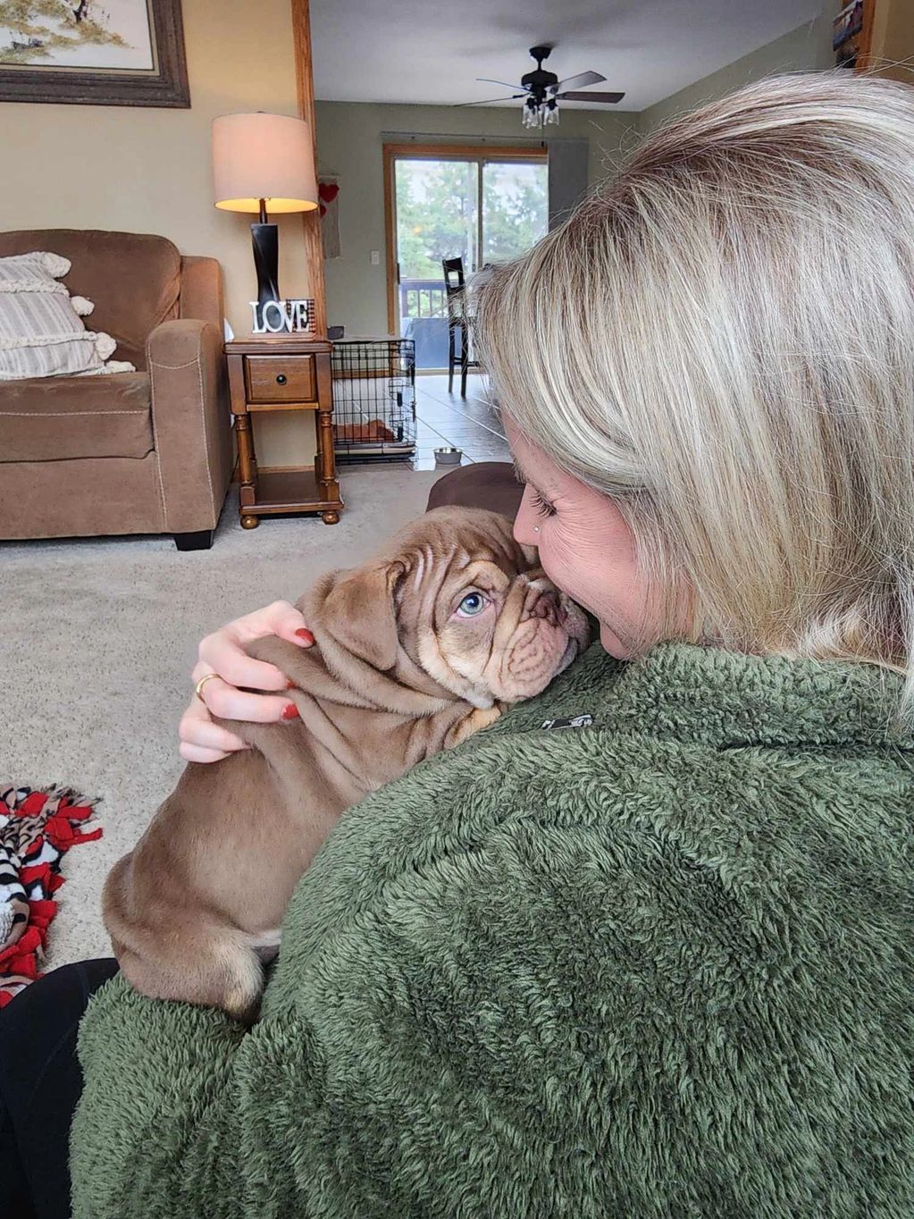 Chocolate and Tan Englilsh Bulldog Puppy
