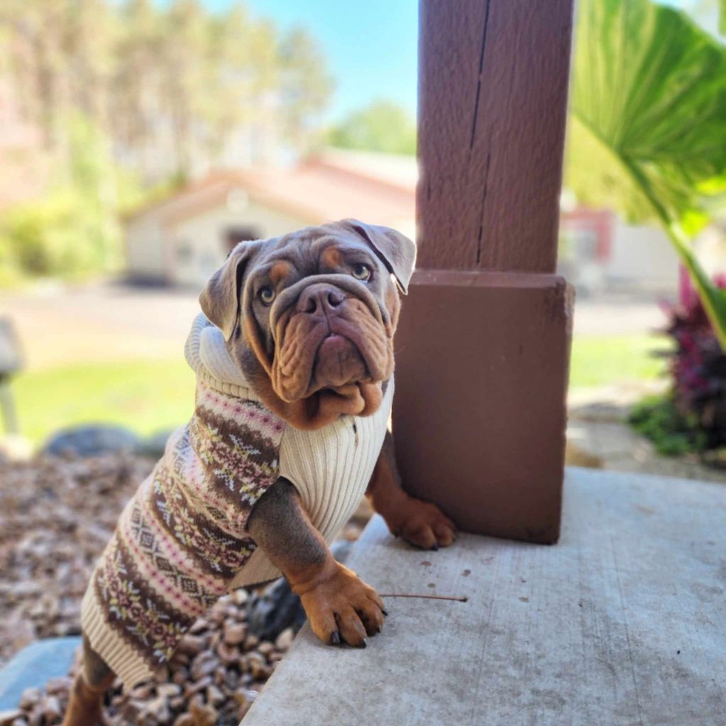 Barbie as a puppy!  She is a Lilac and Tan full suited English Bulldog!  Puppies in 2025 from her!