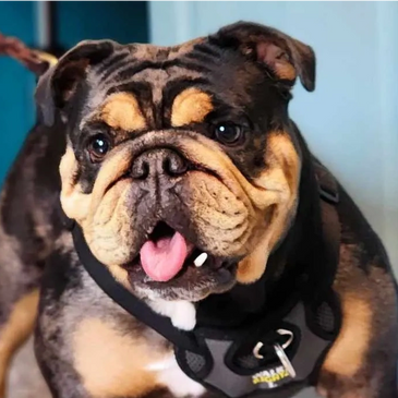 Black Merle English Bulldog puppy for sale near me