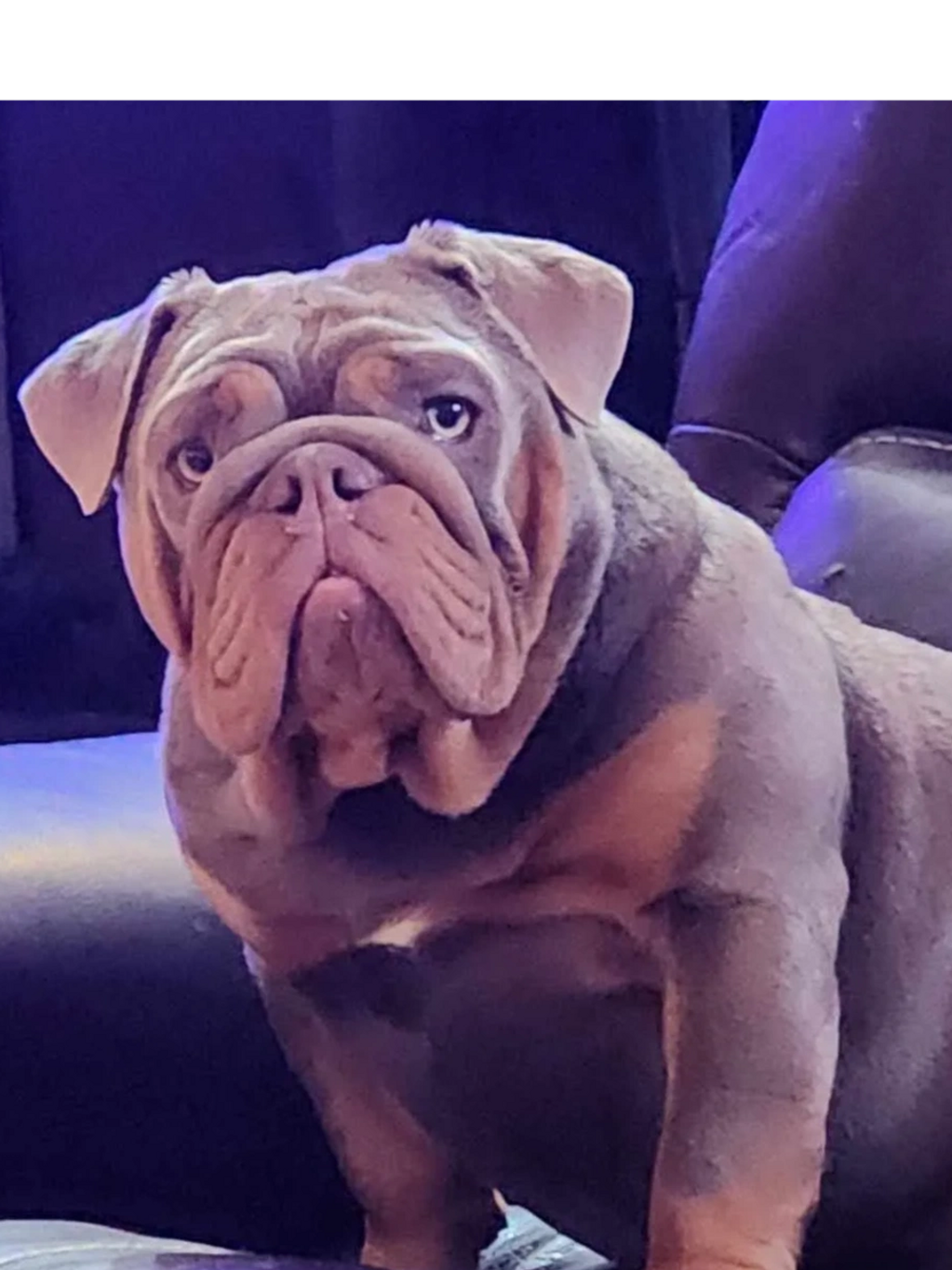 Barbie She is very small and compact...only 33 pounds.  She is The Generals daughter!