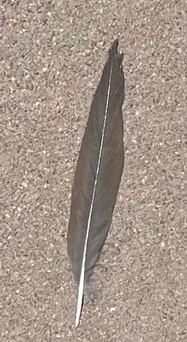 When I see a feather, it means that I am on the right path. And I am blessed.