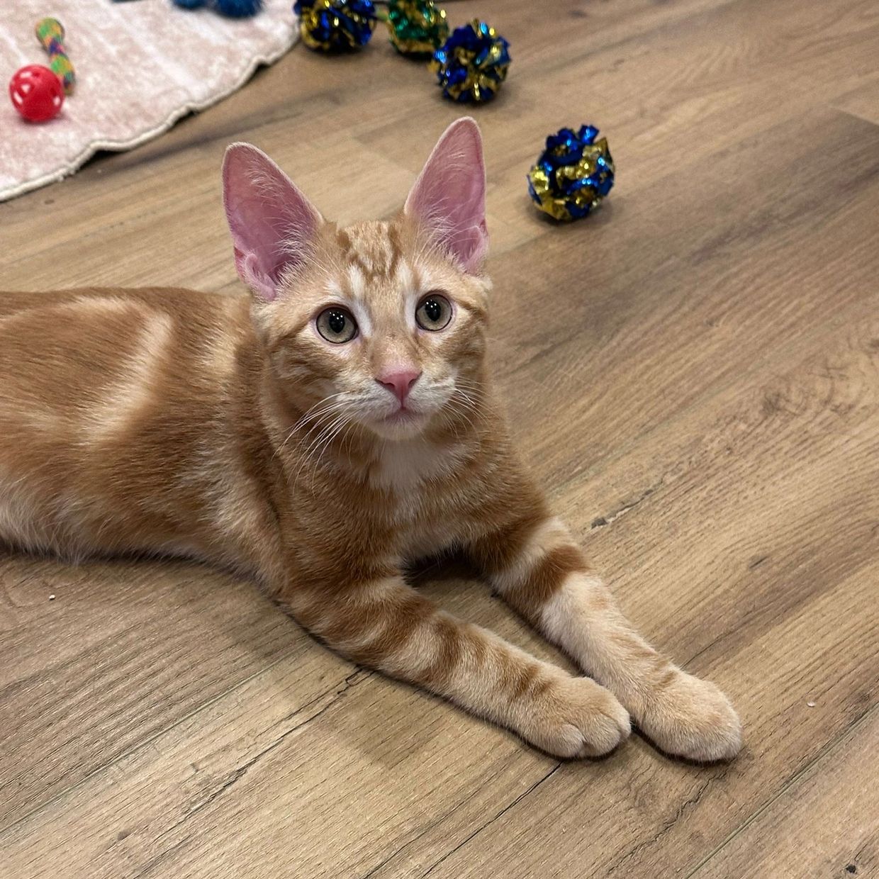 Orange tabby cat lying on wooden floor.