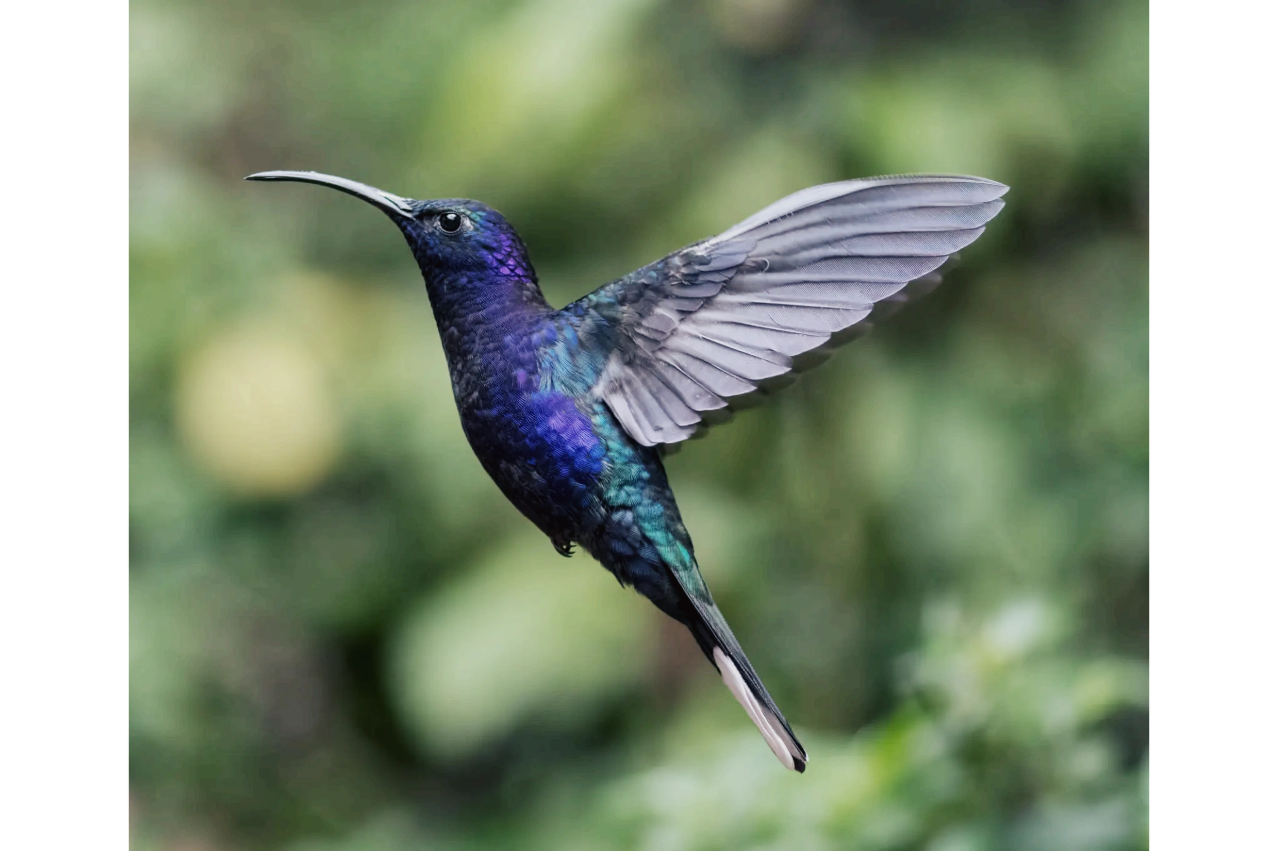 A vibrant purple hummingbird in mid-flight with detailed wings.