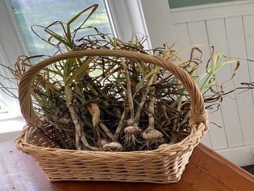 garlic in a basket