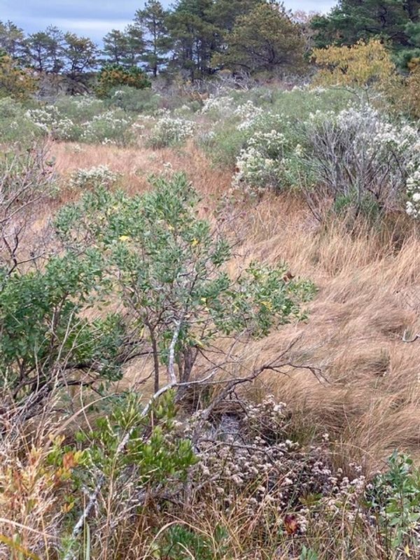 Native meadow garden by the bay