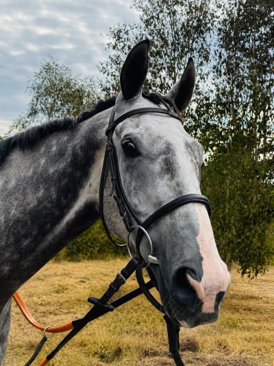 Close-up of a gray horse wearing a bridle outdoors.