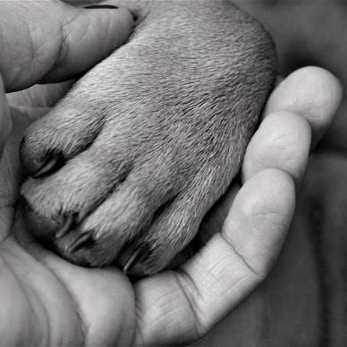 Pet Blessings and Funerals