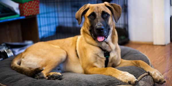 Pet owner dog photography