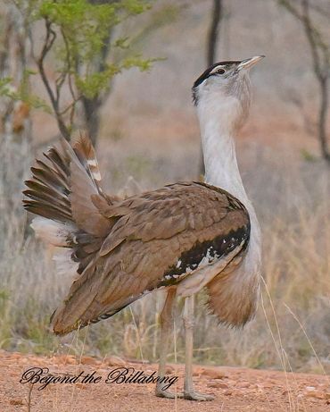 Beyond the Billabong. Photography by A & L Hinton. Attractions on Sapphire Gemfields Directory.