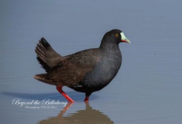 Beyond the Billabong. Photography by A & L Hinton. Attractions on Sapphire Gemfields Directory.