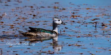 Beyond the Billabong. Photography by A & L Hinton. Attractions on Sapphire Gemfields Directory.