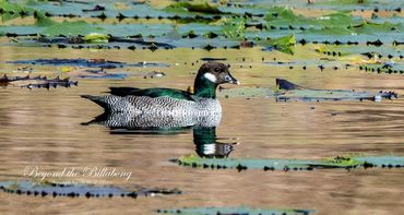 Beyond the Billabong. Photography by A & L Hinton. Attractions on Sapphire Gemfields Directory.