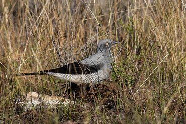 Beyond the Billabong. Photography by A & L Hinton. Attractions on Sapphire Gemfields Directory.