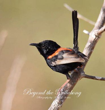 Beyond the Billabong. Photography by A & L Hinton. Attractions on Sapphire Gemfields Directory.