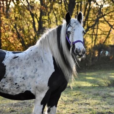 Spotted black and white horse in a sunny meadow.