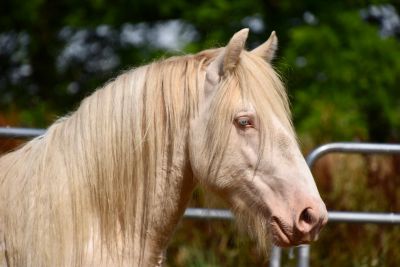 Close-up of a cream-colored horse with long mane.