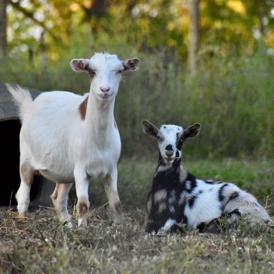 Two goats, one standing and one lying down outdoors.
