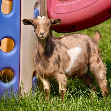 A young goat standing on grass near colorful playground equipment.